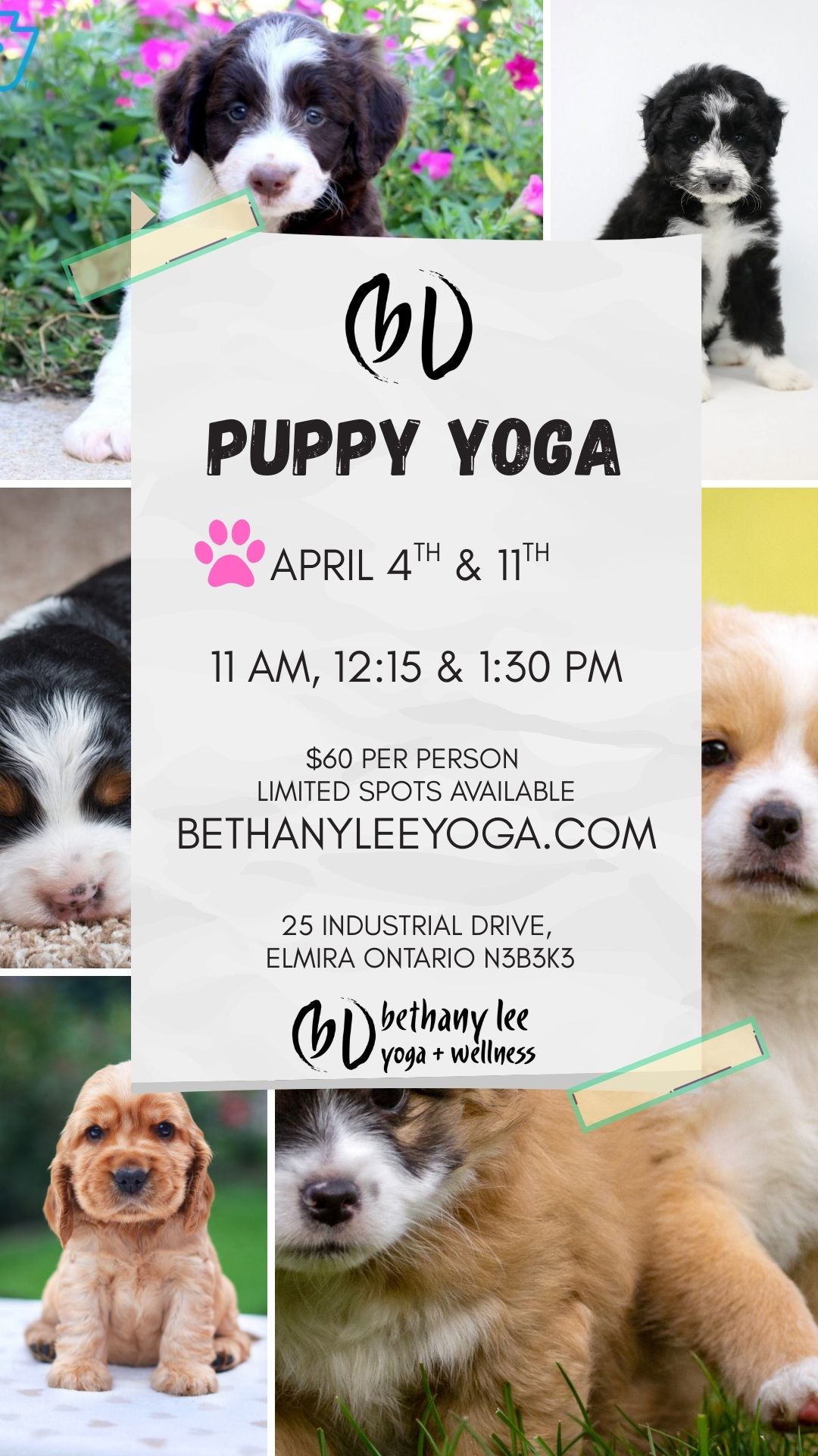 puppy yoga Elmira Ontario, Woolwich, Bethany Lee Yoga and Wellness